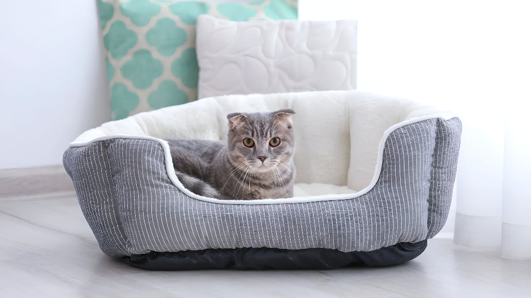 Choosing The Perfect Pet Bed For Comfort