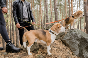 Safe Pet Leashes For Every Outdoor Adventure